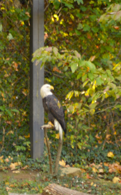 Maymont has a bald eagle.  #RVA