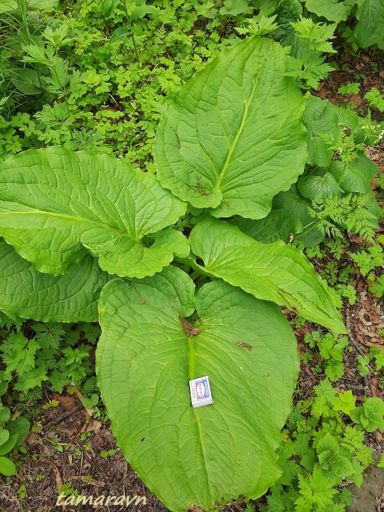 Связноплодник почколистный (Symplocarpus renifolius)