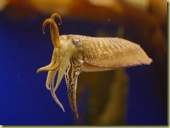 Cuttlefish