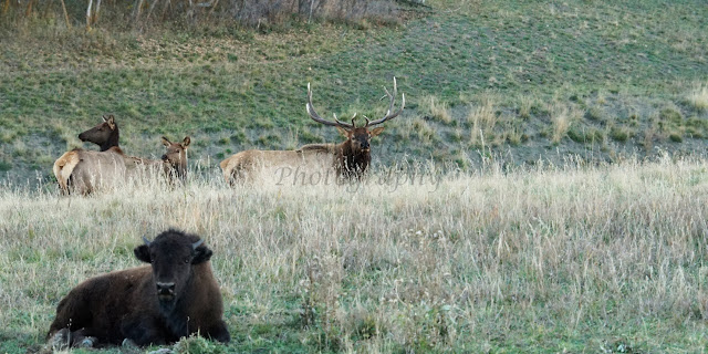 elk, buffalo, hunting, bull, archery