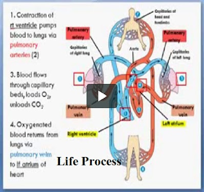 life-process, Biology class 10