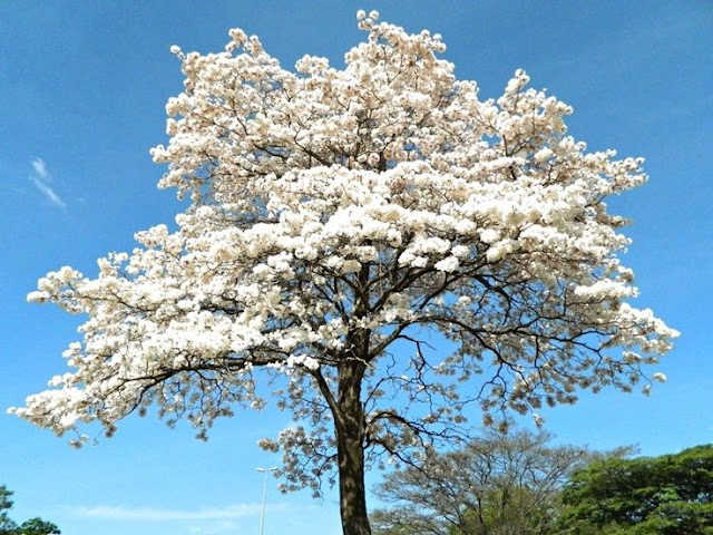 O ipê é muito apreciado por sua beleza, no período da floração, perde todas as suas folhas e se cobre totalmente de flores brancas . A árvore floresce principalmente durante os meses de Agosto a Outubro, mas suas flores duram apenas quatro dias ou menos. As espécies de outras cores, como a rosa e amarela florescem cerca de uma semana a dez dias. A árvore produz anualmente uma grande quantidade de sementes, que são dispersas pelo vento.