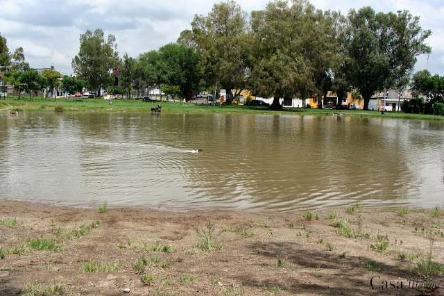 Perros jugando en el parque Metropolitano