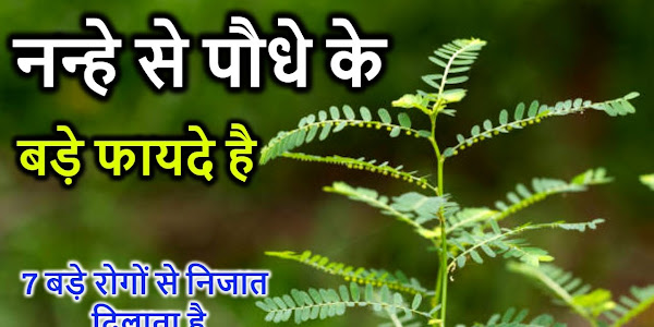 Bhumi amla benefits in Hindi-भूमि आंवला के फायदे हिंदी में