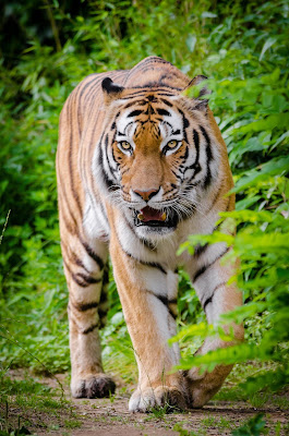 Tiger wallpapers  & image  Downloads