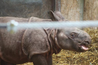 Indian Rhino Smile.