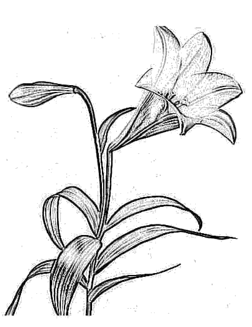 flower coloring pages