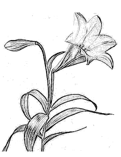 flower coloring pages, easter coloring pages