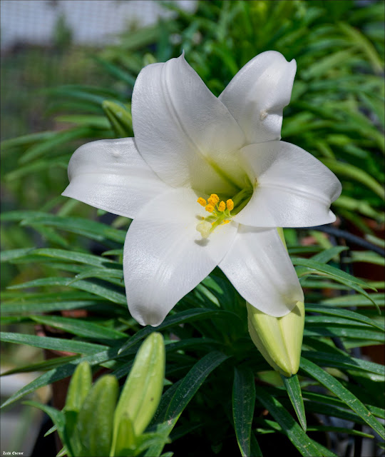 Лилия белоснежная (Lilium candidum)