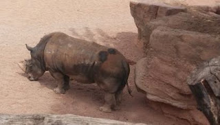 Bioparc Valencia.