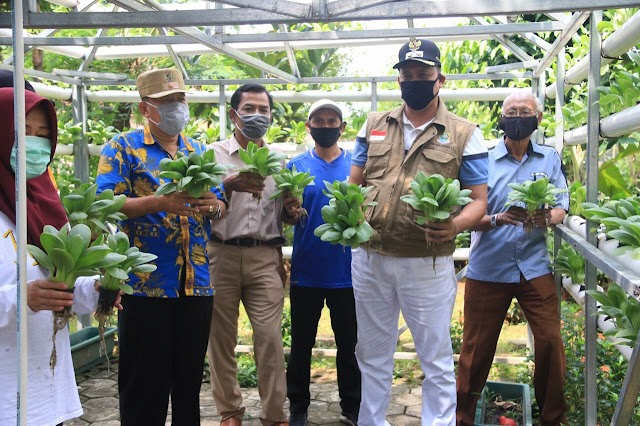 Wakil Walikota Panen Sayur Hidroponik, Langsung Disumbang ke Dapur Umum Jati Asih