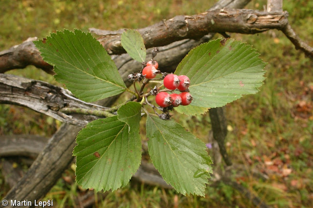 Ария капюшононосная (Aria cucullifera)