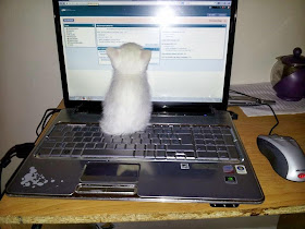 Funny cats - part 94 (40 pics + 10 gifs), cat pictures, kitten investigates laptop