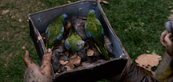 Bird Box (2018) - Başrolde Sandra Bullock’un olduğu güzel bir gerilim filmi