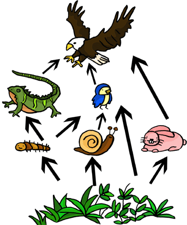 picture of food chain and food web. food chain and food web.