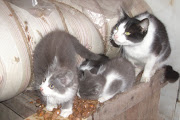 3 gatinhos bebés: 2 cinza e brancos . 1 preto e branco