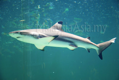 Sabah Black Tip Shark 