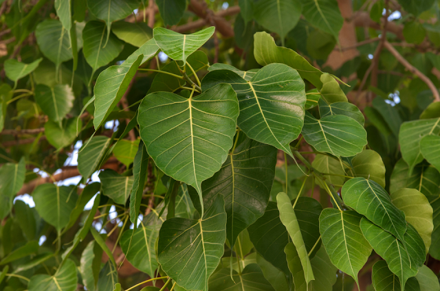 Measure to Worship Peepal Tree