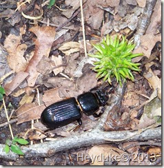 Bess Beetle and Sweetgum fruit