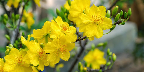 Nên cắm hoa gì vào ngày Tết: 11 loại hoa sau sẽ mang đến cho bạn nhiều May mắn và Tài Lộc