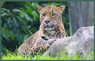 Sri Lanka's second zoo