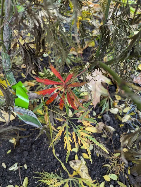 Waterfall Japanese Maple Turning Red