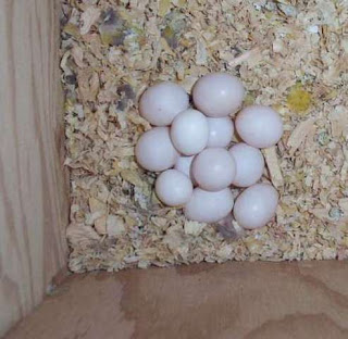 Fertile parrot egg