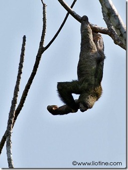 Three-toed Sloth