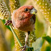 Common Rosefinch