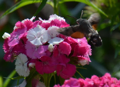 Taubenschwänzchen, Hummingbird Hawk-moth, Kolibri Hawk-lepke, Hummingbird Pylsterteend, Hummingbird Hawk-molë, Hummingbird Hawk-moljac, 