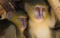 Spesies Monyet Baru Ditemukan di Afrika