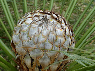 Cycas sp. Cycas non identifié - Sagou - Sagoutier