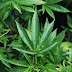  Drug possession attorney in Austin - Gyounglaw