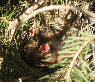 Baby Song Sparrows in Nest