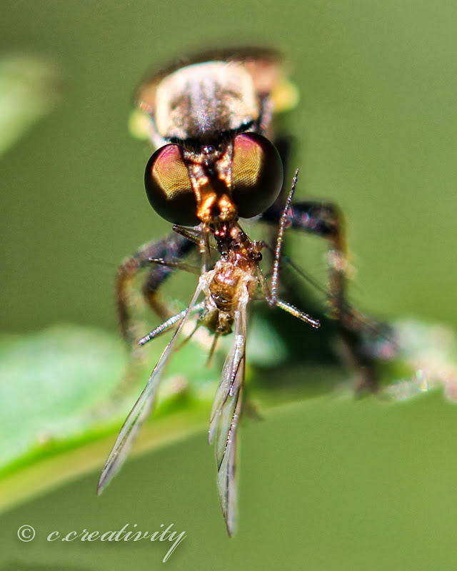 Instead of mammals, robber flies feed on other insects. title=