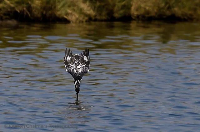 Diving Pied Kingfisher at Woodbridge Island, Cape Town