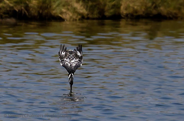 Diving Pied Kingfisher at Woodbridge Island, Cape Town