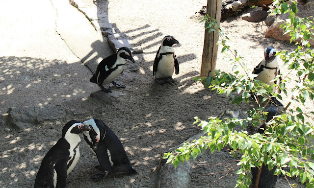 Zoo Leipzig Pinguinen