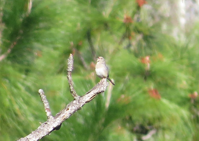 Bachman's Sparrow - Three Lakes WMA, Florida