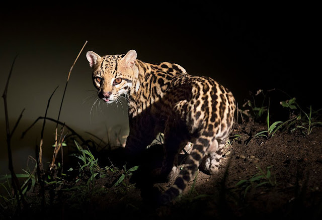 Interesting facts about ocelots