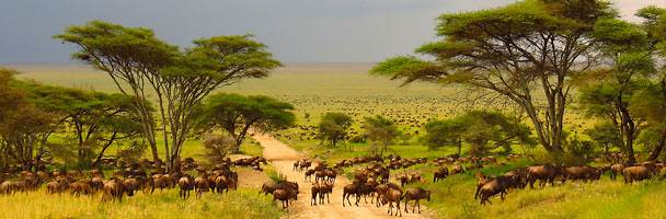 blue wildebeest