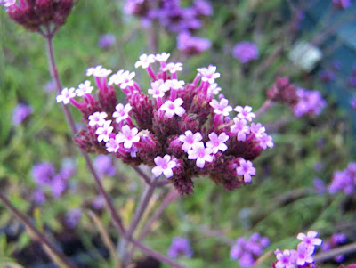 verbena