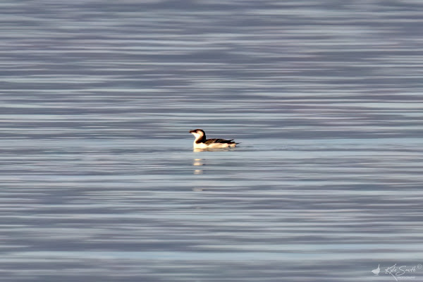 Razorbill