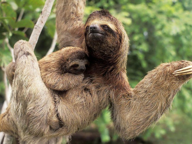 Sloth - Rare and Different South American Mammal Seen On www.coolpicturegallery.us