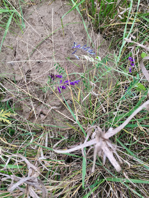late blooming hairy vetch(?)