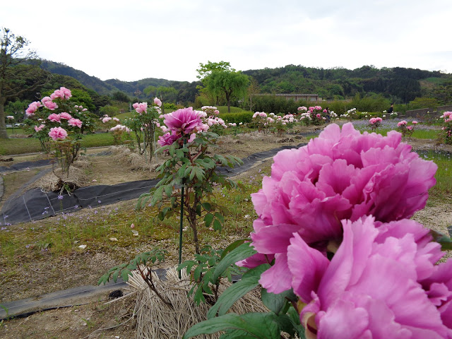 燕趙園の牡丹の花