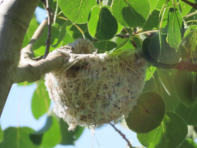 Tightly woven fluffy white nest