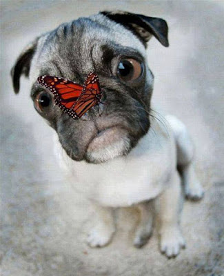 Beautiful dog + butterfly
