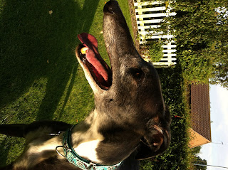 Jasper, the greyhound, a real life black dog