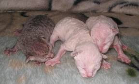 cat breeds One day old Cornish Rex kittens